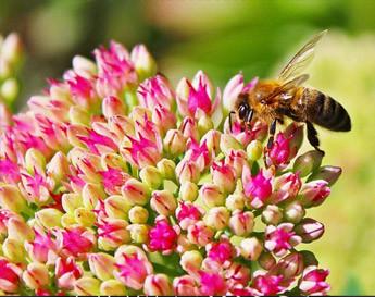3 tips for creating a bee friendly garden